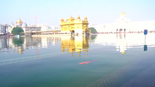 Templo Dorado Amritsar Punjab India Icono Más Sagrado Lugar Culto — Vídeo de stock