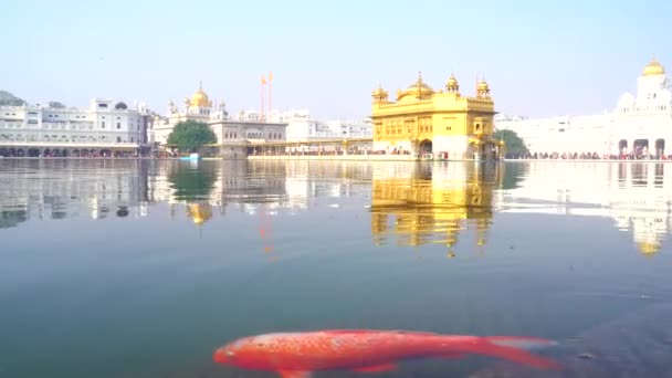 Templo Dorado Amritsar Punjab India Icono Más Sagrado Lugar Culto — Vídeo de stock