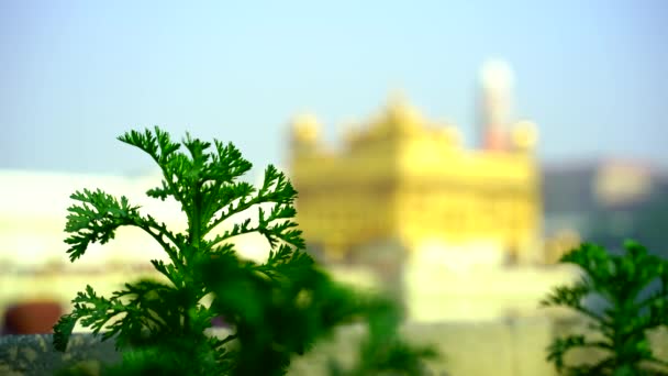 Temple Amritsar Punjab Inde Icône Sacrée Lieu Culte Religion Sikhe — Video