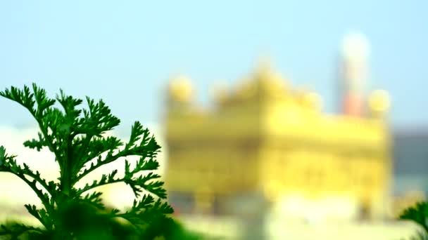 Templo Dorado Amritsar Punjab India Icono Más Sagrado Lugar Culto — Vídeo de stock