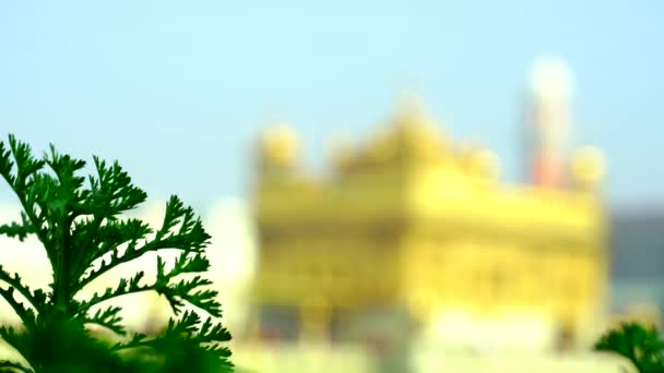 Der Goldene Tempel Amritsar Punjab Indien Die Heiligste Ikone Und — Stockvideo