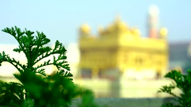 Templo Ouro Amritsar Punjab Índia Ícone Mais Sagrado Lugar Culto — Vídeo de Stock