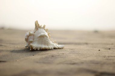 Güzel manzara. Shankha, Hinduizm ve Budizm 'de dini öneme sahip bir deniz kabuğudur..