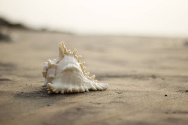 Güzel manzara. Shankha, Hinduizm ve Budizm 'de dini öneme sahip bir deniz kabuğudur..