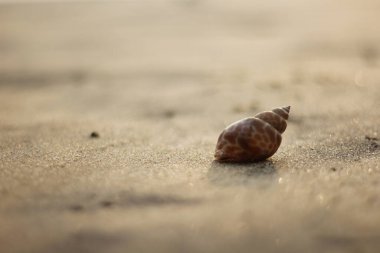 Güzel manzara. Shankha, Hinduizm ve Budizm 'de dini öneme sahip bir deniz kabuğudur..