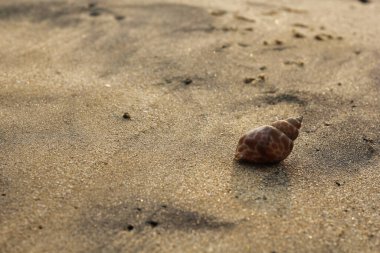 Güzel manzara. Shankha, Hinduizm ve Budizm 'de dini öneme sahip bir deniz kabuğudur..