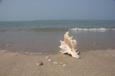 Güzel manzara. Shankha, Hinduizm ve Budizm 'de dini öneme sahip bir deniz kabuğudur..