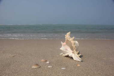 Güzel manzara. Shankha, Hinduizm ve Budizm 'de dini öneme sahip bir deniz kabuğudur..