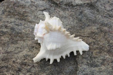 Güzel manzara. Shankha, Hinduizm ve Budizm 'de dini öneme sahip bir deniz kabuğudur..