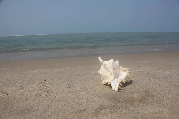 Beautiful View Shankha Conch Shell Ritual Religious Importance Hinduism Buddhism — Stock Photo, Image