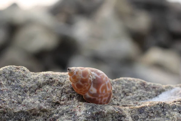 Όμορφη Θέα Ένα Shankha Είναι Ένα Κέλυφος Κοχύλι Της Τελετουργικής — Φωτογραφία Αρχείου