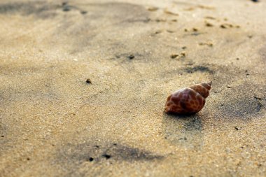 Güzel manzara. Shankha, Hinduizm ve Budizm 'de dini öneme sahip bir deniz kabuğudur..