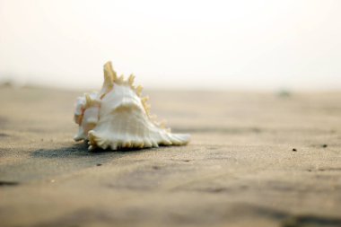 Güzel manzara. Shankha, Hinduizm ve Budizm 'de dini öneme sahip bir deniz kabuğudur..