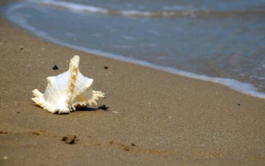 Güzel manzara. Shankha, Hinduizm ve Budizm 'de dini öneme sahip bir deniz kabuğudur..