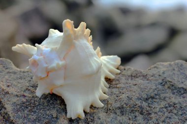 Güzel manzara. Shankha, Hinduizm ve Budizm 'de dini öneme sahip bir deniz kabuğudur..