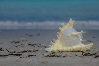 Güzel manzara. Shankha, Hinduizm ve Budizm 'de dini öneme sahip bir deniz kabuğudur..