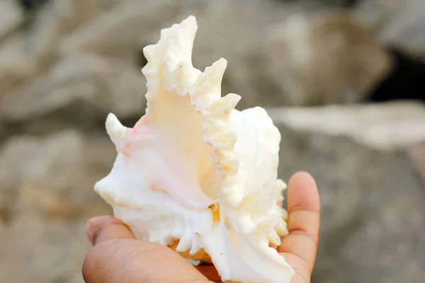 Beautiful view a Shankha is a conch shell of ritual and religious importance in Hinduism and Buddhism.