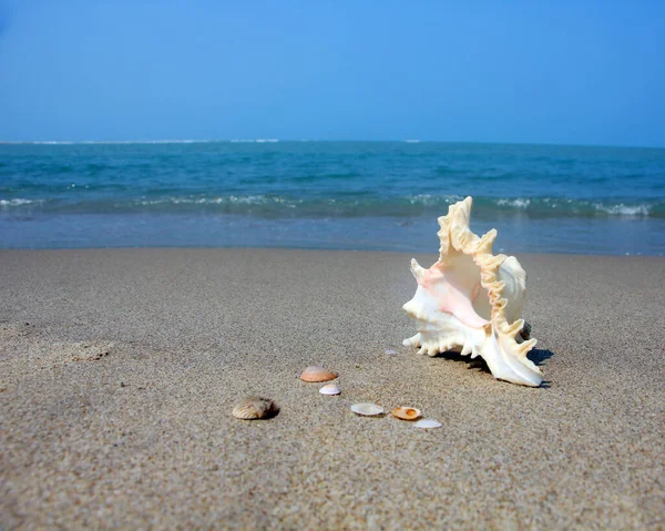 Beautiful View Shankha Conch Shell Ritual Religious Importance Hinduism Buddhism — Stock Photo, Image