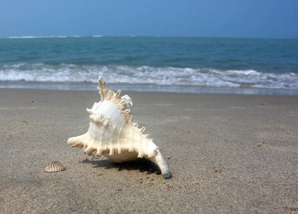 Beautiful View Shankha Conch Shell Ritual Religious Importance Hinduism Buddhism — Stock Photo, Image