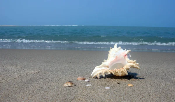 Beautiful View Shankha Conch Shell Ritual Religious Importance Hinduism Buddhism — Stock Photo, Image