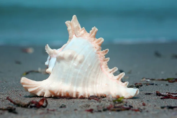 Όμορφη Θέα Ένα Shankha Είναι Ένα Κέλυφος Κοχύλι Της Τελετουργικής — Φωτογραφία Αρχείου