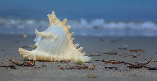 Beautiful View Shankha Conch Shell Ritual Religious Importance Hinduism Buddhism — Stock Photo, Image