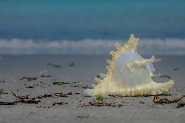 Beautiful View Shankha Conch Shell Ritual Religious Importance Hinduism Buddhism — Stock Photo, Image