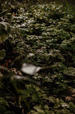 Vahşi Sonbahar Ormanı