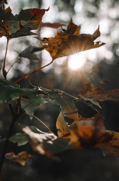 Vahşi Sonbahar Ormanı