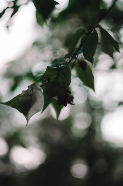 Vahşi Sonbahar Ormanı