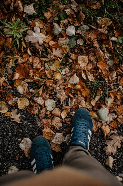 Vahşi Sonbahar Ormanı