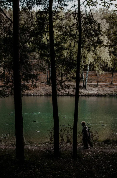 Vahşi Sonbahar Ormanı