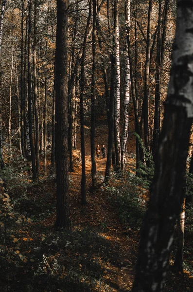 Vahşi Sonbahar Ormanı