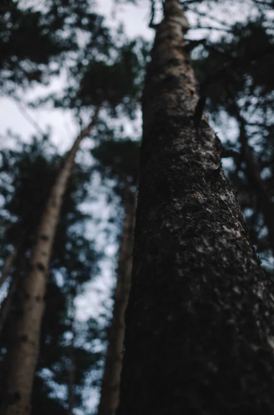 Vahşi Sonbahar Ormanı