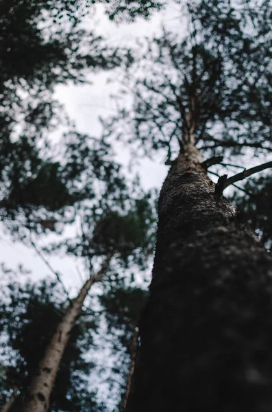 Vahşi Sonbahar Ormanı
