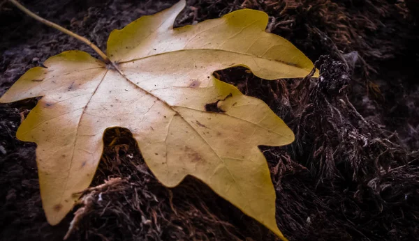 Желтый Кленовый Лист Осенью Черствой Траве — стоковое фото