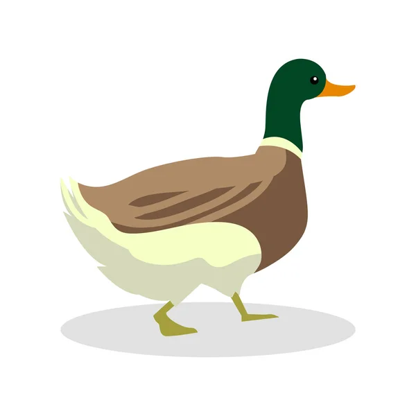 Design de ilustração de cor de pato — Vetor de Stock