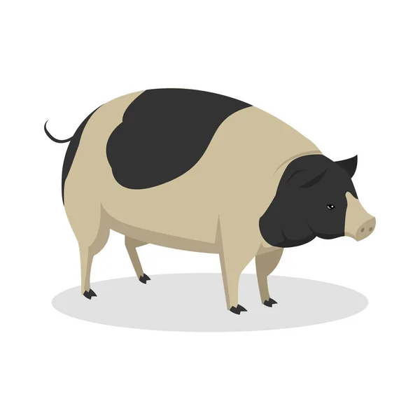 Design de ilustração de cor de porco — Vetor de Stock