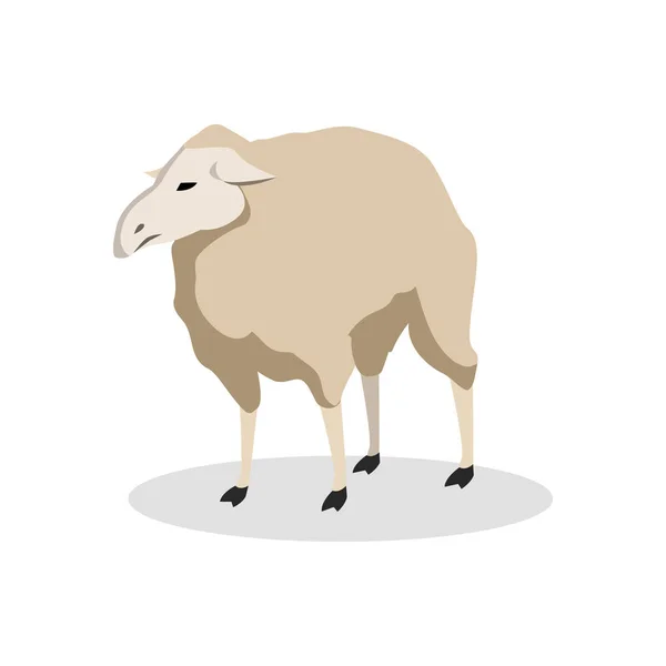 Color de oveja ilustración diseño — Vector de stock