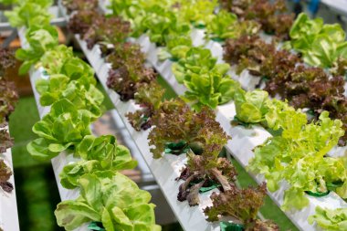 Hidrofonik sebze çiftliğinin fotoğrafı..