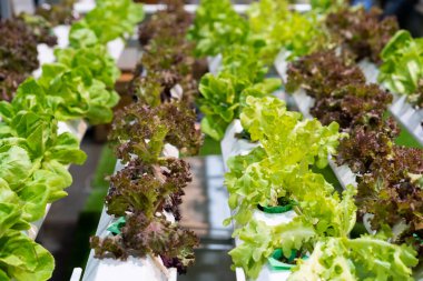 Hidrofonik sebze çiftliğinin fotoğrafı..