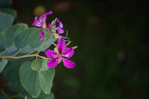 Las Flores Pink Bauhinia Purpurea Árbol Orquídeas Cierran Con Fondo —  Fotos de Stock