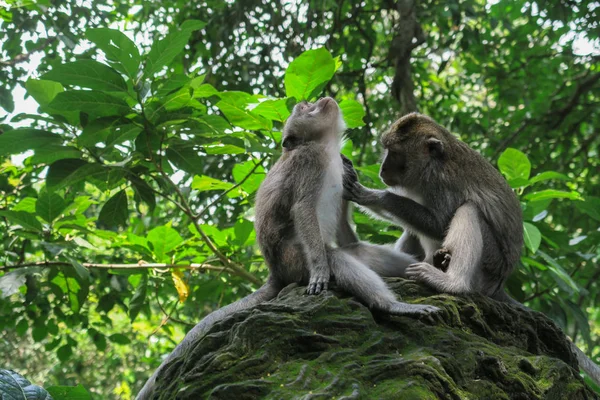 Maymun adam maymun damat