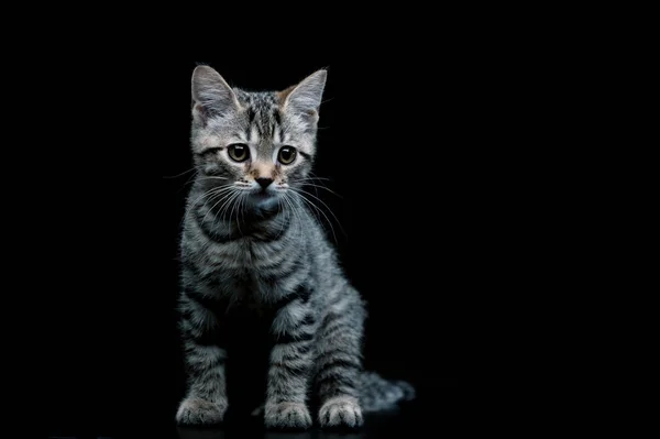 Kitten Black Background — Stock Photo, Image