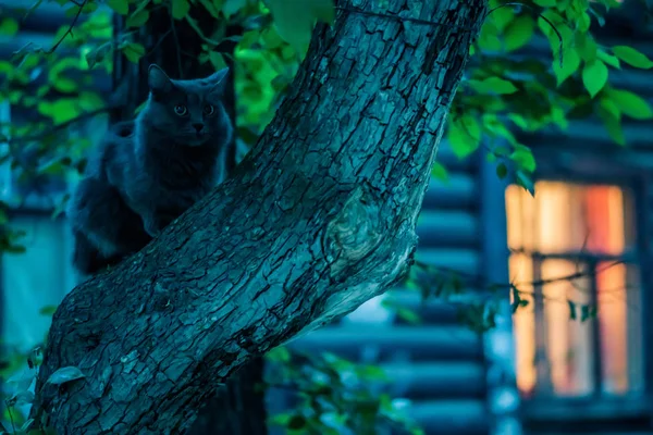 Cat on the tree — Stock Photo, Image