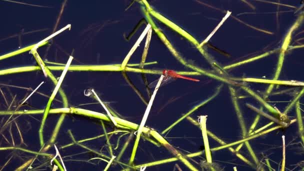 Apollo Beach Οκτωβρίου 2019 Ένα Red Dragonfly Στηρίζεται Ένα Κλαδί — Αρχείο Βίντεο