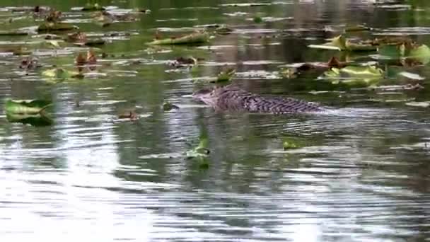 Alligator pirscht sich an Beute in Teich — Stockvideo