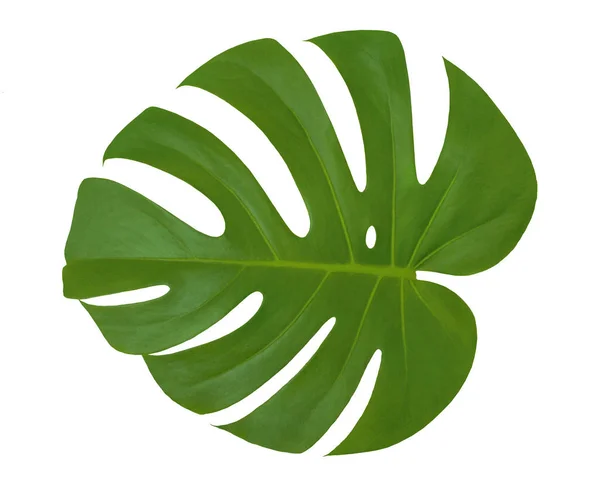 Isolierte schöne grüne Blatt-Monstera-Pflanze auf weißem Hintergrund. Nahaufnahme Textur des Philodendronblattes mit Löchern (Palme). nützlich für 3D-Texturierung, um eine exotische tropische Natur im Freien zu schaffen — Stockfoto