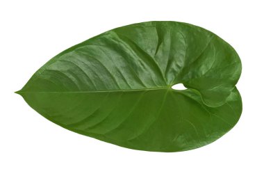 Güzel yeşil Philodendron leaf bitki beyaz bir arka plan üzerinde izole. Closeup doku bir egzotik tropik doğa açık havada oluşturmak yararlı 3d tekstüre