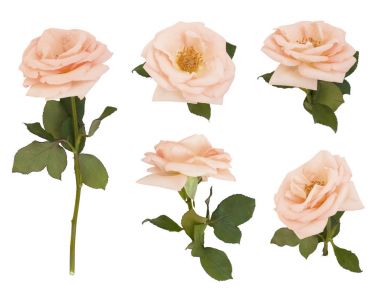 İzole gül çiçek beyaz arka plan üzerinde ayarlayın. Tasarım düğün davetiyesi veya romantik tarzı hediye kartı için yararlı